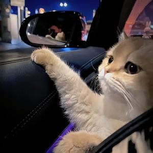 黄色激情小视频
